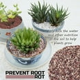 thumbnail image 5 of 2LBS Bonsai Cactus Soil Potting Mix Succulent Rocks Pebbles for Plants Aquarium Pebbles for Fish Tank, 5 of 10