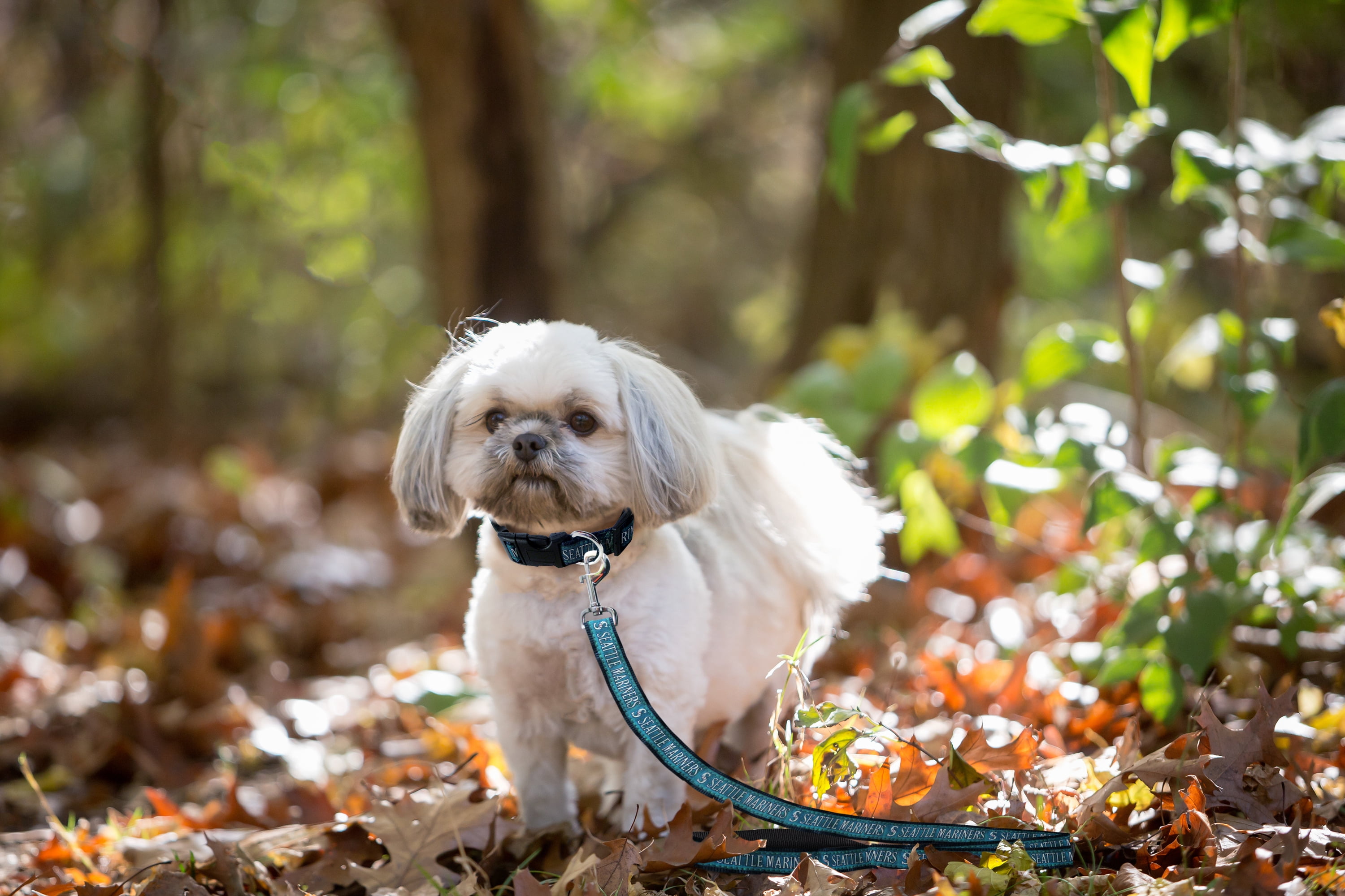 Pets First MLB Seattle Mariners Cats and Dogs Durable Pet Leash, Large