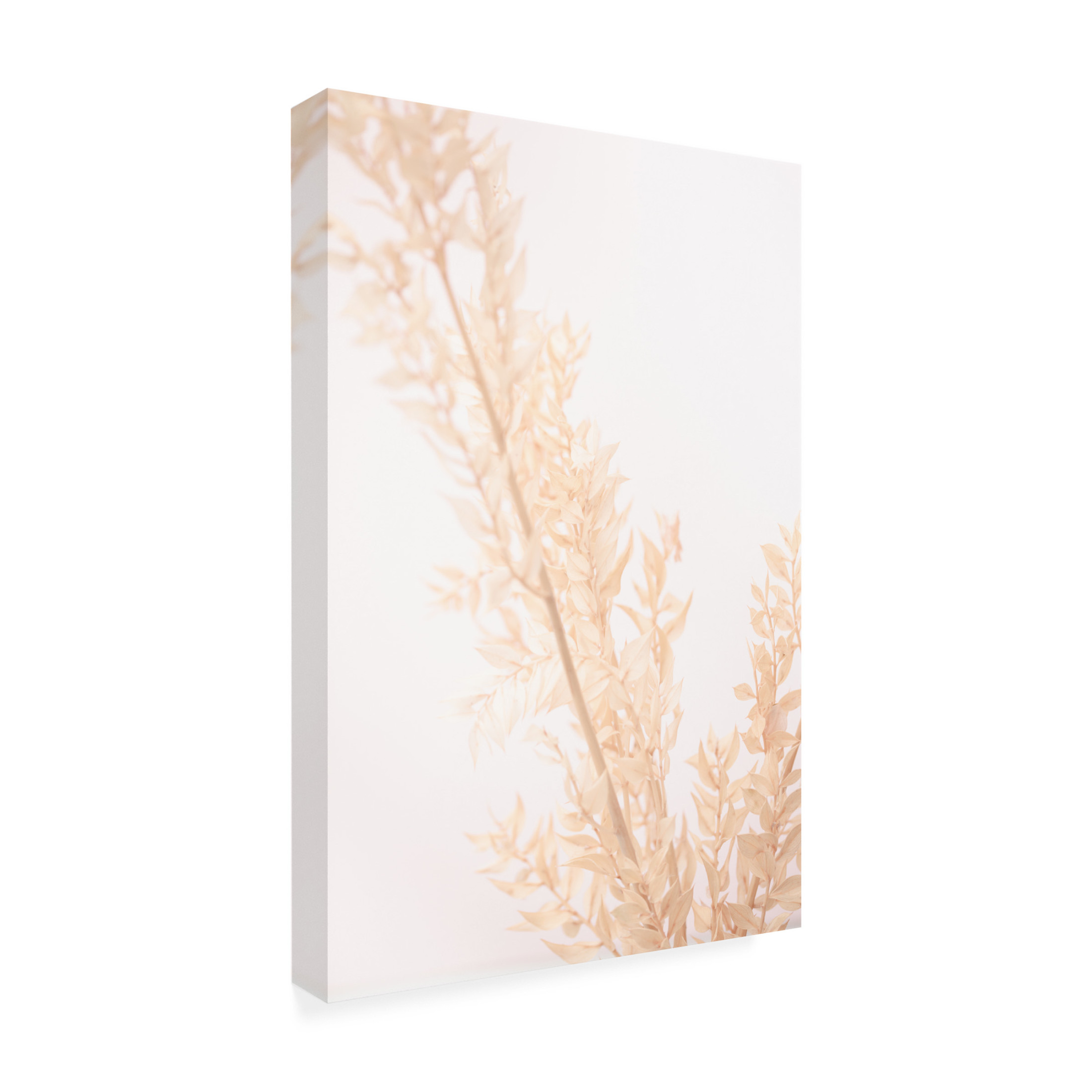 Trademark Fine Art Pictufy Studio Dried Straws 2 Canvas Wall Art