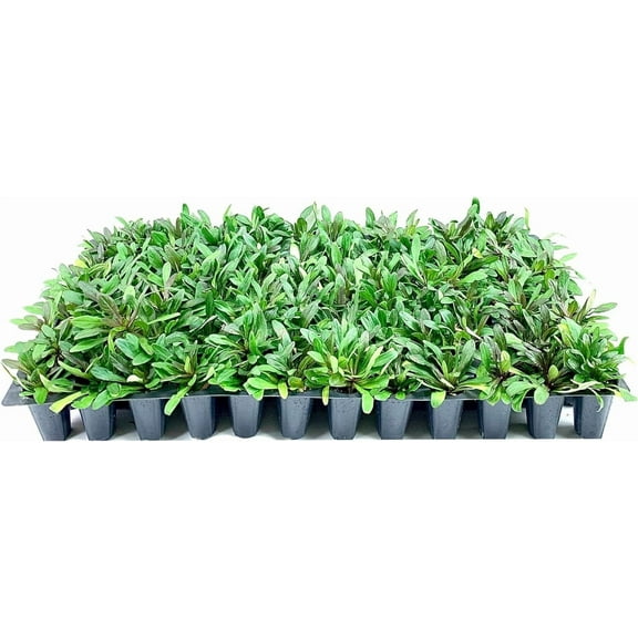 Ajuga Reptans Chocolate Chip I 30 Live Plants Dense Ground Cover Plant with Miniature Dark Foliage, Perfect for Gardens, Borders, & Shaded Areas