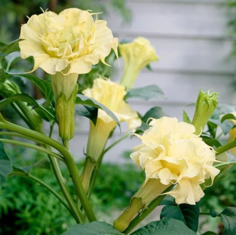 25 Yellow Double Seeds - Perennial Drought Self-Pollinating Herb for All Seasons