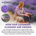 thumbnail image 2 of LeafLea 80 Premium Lavender Tea Bags, 100% Natural & Pure from Lavender Flowers, Nighttime Comfort, Smooth Taste, Caffeine-Free, 2 of 17