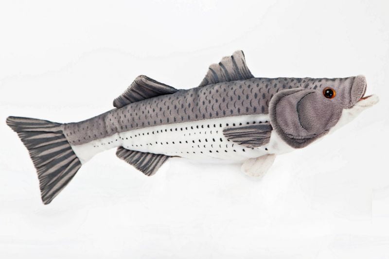 stuffed bass fish