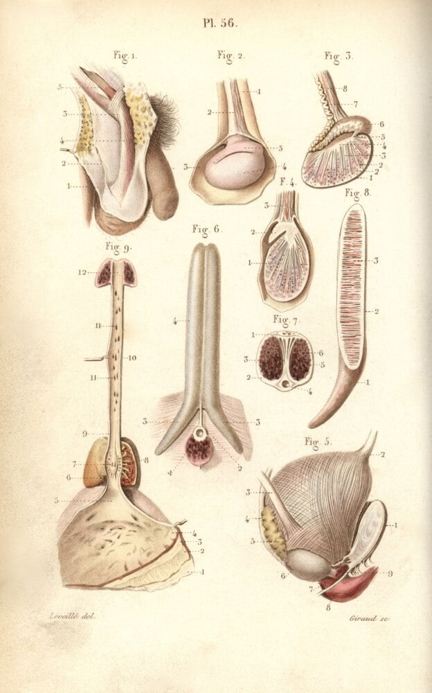 Male Sex Organs Penis Testes And Scrotum Poster Print By ® Florilegius