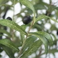 thumbnail image 5 of Artificial Tree in Geometric Spiral Pattern Planter, Fake Olive Silk Tree for Indoor and Outdoor Home Decoration - 68" Overall Tall (Plant Pot Plus Tree), 5 of 5