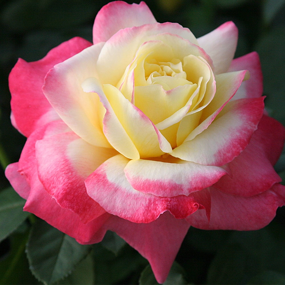 French Perfume™ Hybrid Tea Rose by Heirloom Roses - Roses Live Plants