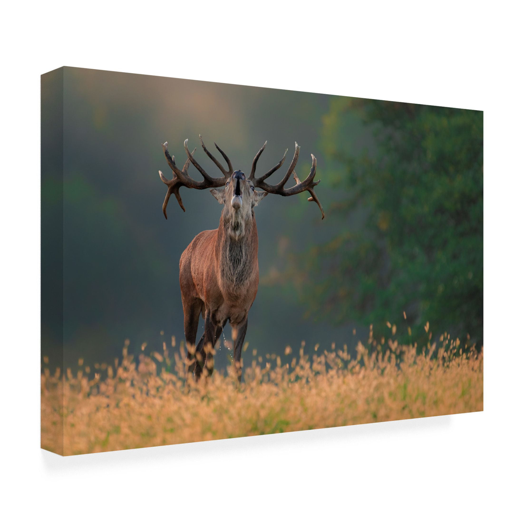 Canvas Wall Art - Jure Kravanja 'Deer Wedding Song' Wall Art for Living Room, Bedroom, or Office Décor by Trademark Fine Art - 47 x 30 Inches
