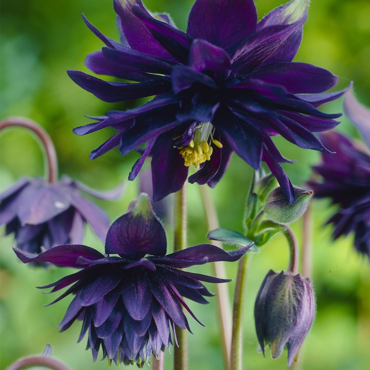 Van Zyverden Aquilegia Columbine Black Barlow 5 Roots Black Partial Sun Perennial Pollinator 1 lb