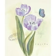 thumbnail image 3 of Della-Piana, Elissa 20x24 Black Modern Framed Museum Art Print Titled - Claires Garden Tulip, 3 of 5
