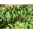 thumbnail image 2 of TomorrowSeeds - Dakota Black Popcorn (Ornamental Corn) Seeds - 150+ Count - For 2025 Planting, 2 of 9