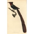 thumbnail image 2 of Arfak Astrapia, Astrapia Nigra Poster Print By ® Florilegius Mary Evans (24 X 36), 2 of 4