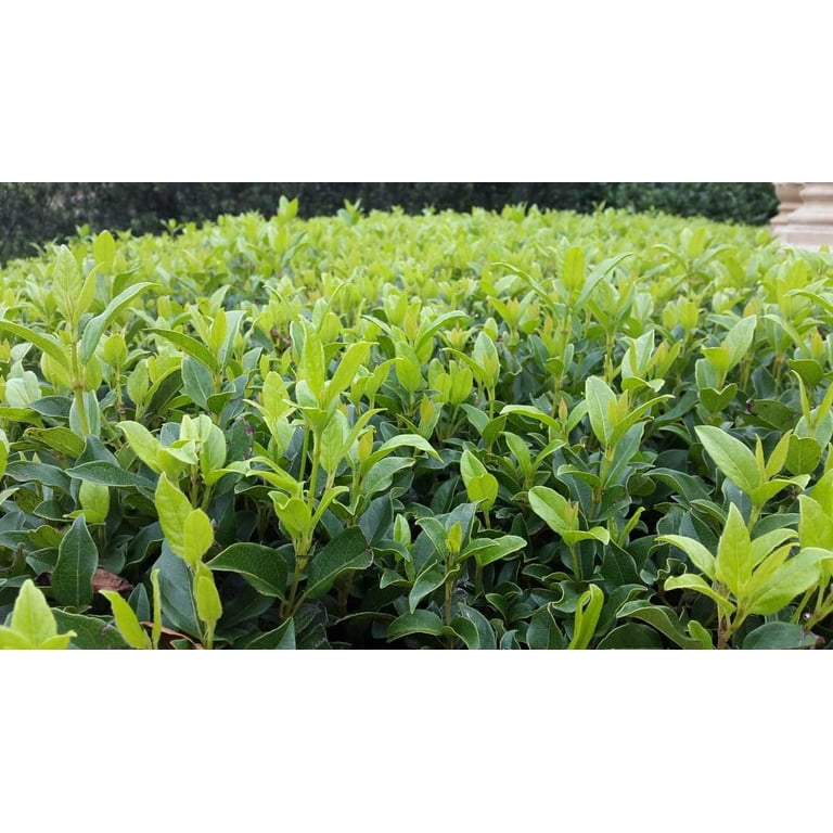 Viburnum Odoratissimum 1 Extra Large 3 Gallon Plant Sweet Viburnum  Fast-Growing Privacy Hedge Fragrant Flowers