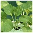 thumbnail image 2 of Everwilde Farms - 1/4 lb Catskill Brussels Sprouts Seeds - Gold Vault Bulk Seed Packet, 2 of 3