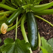 Burpee Fordhook Zucchini Summer Squash Vegetable Seed, 1-Pack