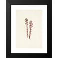 thumbnail image 2 of Mary Vaux Walcott 11x14 Black Modern Framed Museum Art Print Titled - Red Pinesap. Hypopitys Lanuginosa (1925), 2 of 5