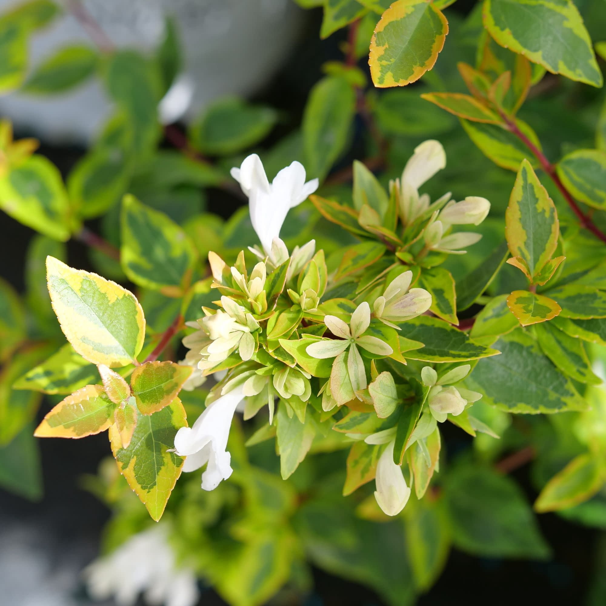 Proven Winners ColorChoice 5" White Brilliantina Abelia Live Plant in 4.5" Pot (4 Count)