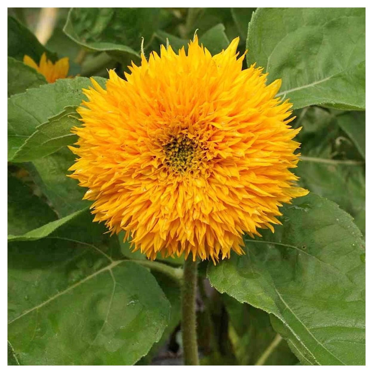 Everwilde Farms - 1 lb Dwarf Sungold Sunflower Garden Flower Seeds - Gold Vault Bulk Seed Packet