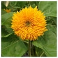 thumbnail image 4 of Everwilde Farms - 1 oz Dwarf Sungold Sunflower Garden Flower Seeds - Gold Vault Bulk Seed Packet, 4 of 4