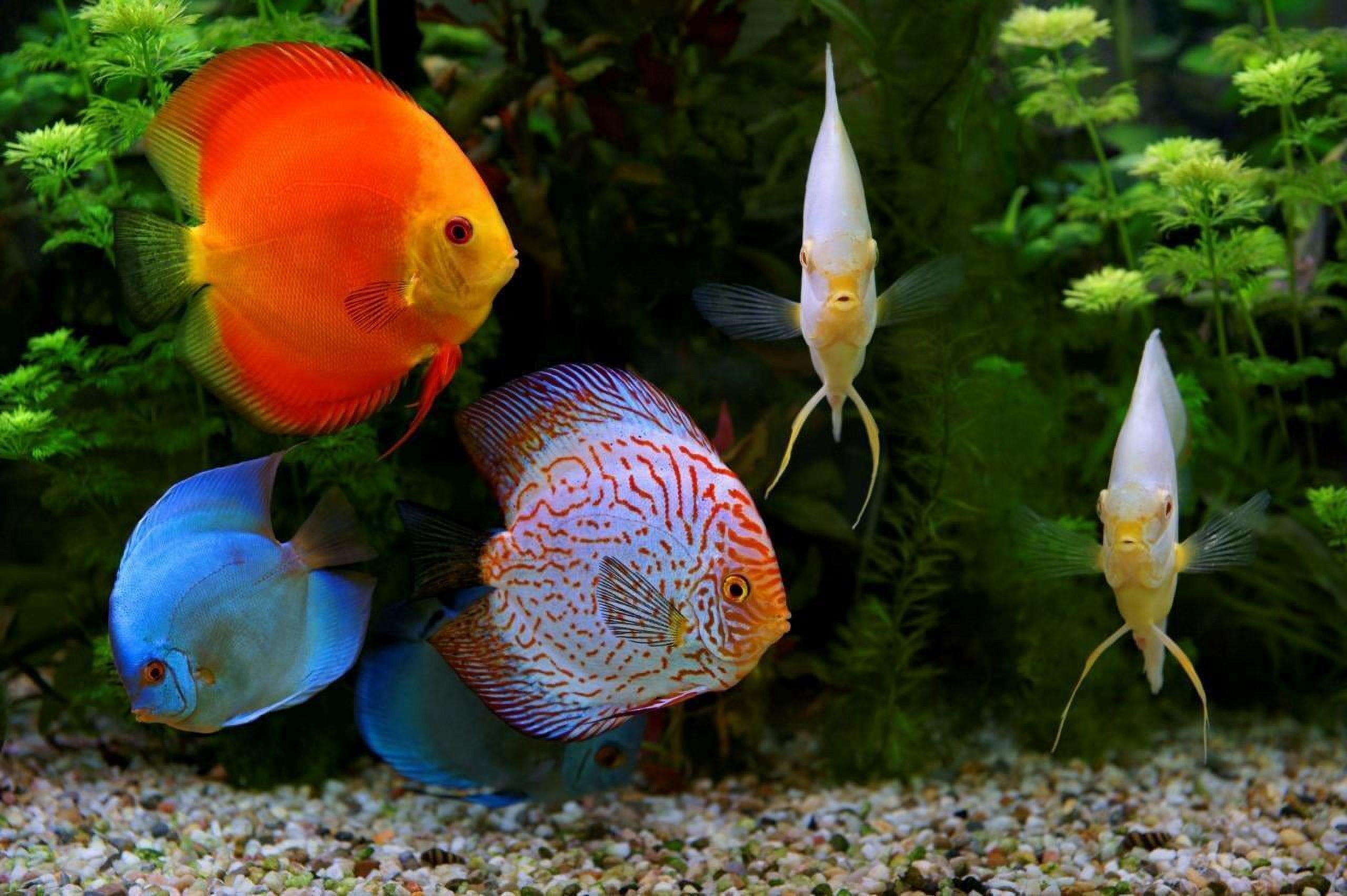 Premium Discus Bits Fish Food - Color Enhancing - Sinking - 1/2 mm - 1 mm…2-lb
