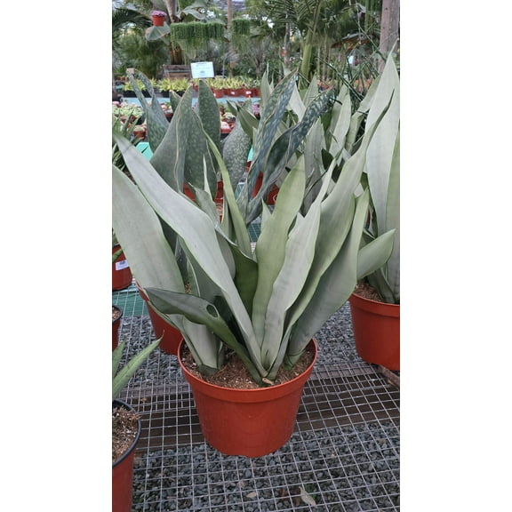Sansevieria Moonshine in 10 inch pot - Snake Plant - 2 Ft Snake Plant - Get similar