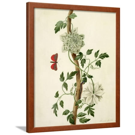 - Clematis Florida with Butterfly and Caterpillar (Gouache over Pencil on Vellum) Framed Print Wall Art By Matilda Conyers