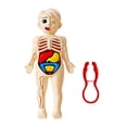 thumbnail image 1 of Visland Human Body Model with Tweezes Educational Body Structure Internal Organ Learning Toy Body Parts Assembly Kit 3D Anatomy Physiology Study Tool, 1 of 7