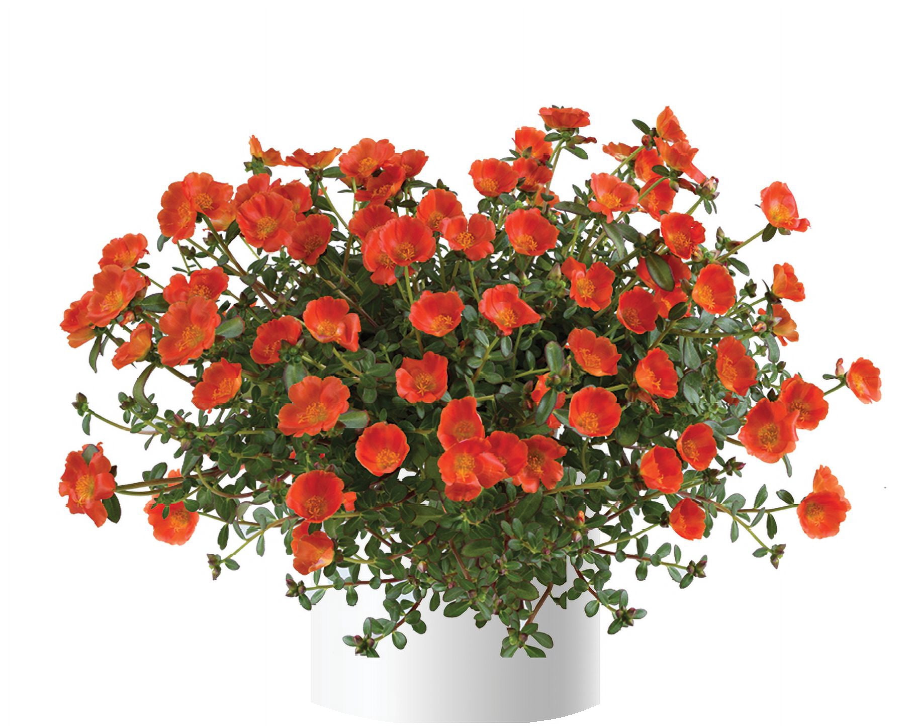 Expert Gardener 1.5 Gallon Hanging Basket Multicolor Multispecies Flowering Combo Annuals Outdoor Live Plants Full Sun