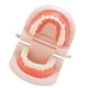 thumbnail image 5 of Modelo de dientes, modelo de dientes pequeños, modelo de dentadura postiza de demostración tipodonte para jardín de infantes, tecnología de vanguardia, 5 of 8