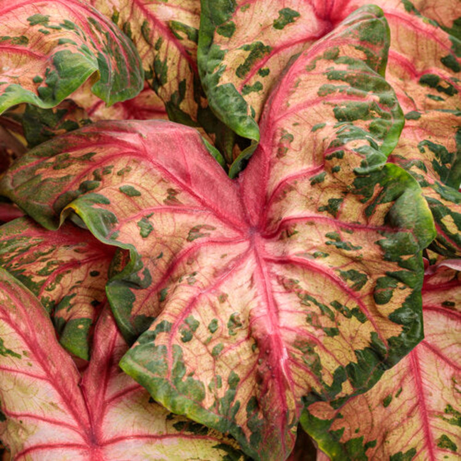Proven Winners 5" Multicolor Heart to Heart 'Clowning Around' Shade Caladium Live Plant in 4.5" Pot