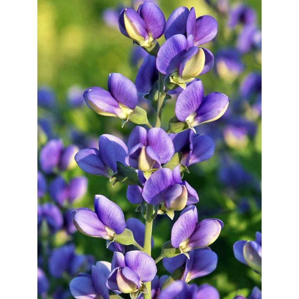 Decadence® Blueberry Sundae Baptisia False Indigo