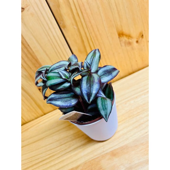 Wandering Jew Plant 4" includes White Cover Pot