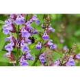 thumbnail image 5 of Broadleaf Sage Seeds/ Perennial/ Full Sun/ 3400 Seeds 1 oz/ Zellajake Farm and Garden - B88, 5 of 5