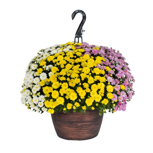 1.5G TRICOLOR GARDEN MUM HANGING BASKET