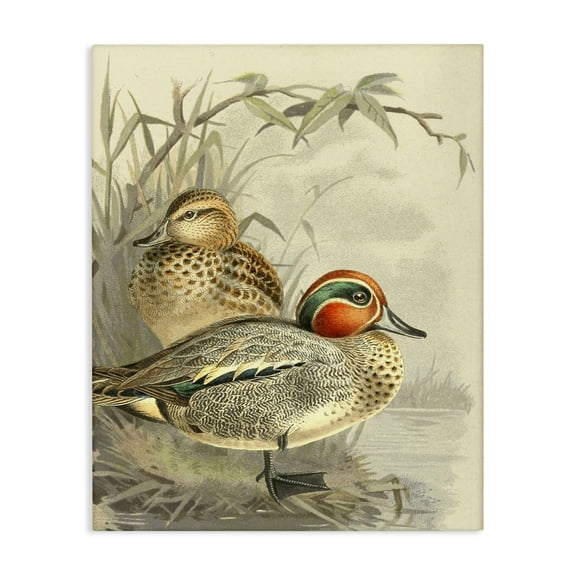 Stupell Industries Cottage Ducks with Pond Botanicals Canvas Art, 16 x 20, by Gail Fraser