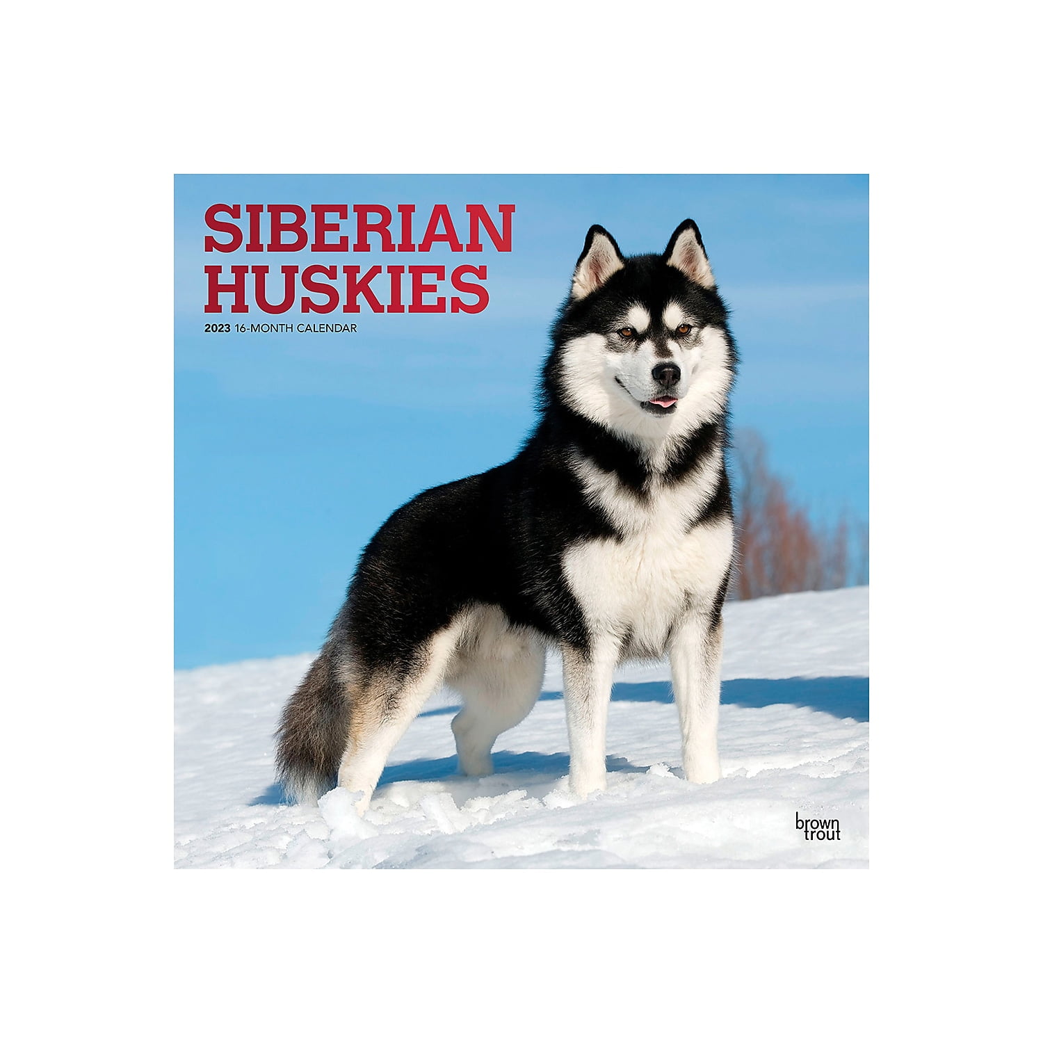 2023 BrownTrout Siberian Huskies 12'' x 12'' Monthly Wall Calendar (9781975449278)
