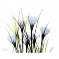 thumbnail image 3 of Koetsier, Albert 18x15 Black Modern Framed Museum Art Print Titled - Bunched Crocus, 3 of 5