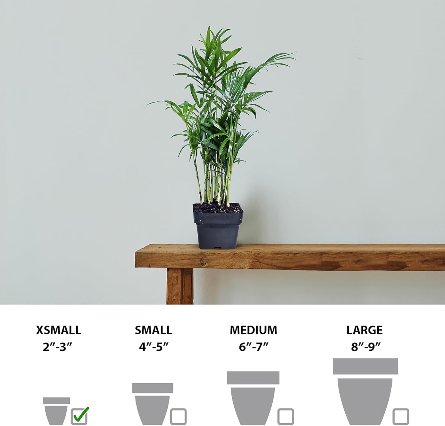 12 Pack Live Parlor Palm, Chamaedorea Elegans, Neanthe Bella, Indoor Potted Houseplant, Christmas Gift for Co-worker, Plant Mom Dad Gift, Live Decor, Birthday Gift in 3" Pot