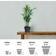thumbnail image 5 of 12 Pack Live Parlor Palm, Chamaedorea Elegans, Neanthe Bella, Indoor Potted Houseplant, Christmas Gift for Co-worker, Plant Mom Dad Gift, Live Decor, Birthday Gift in 3" Pot, 5 of 5