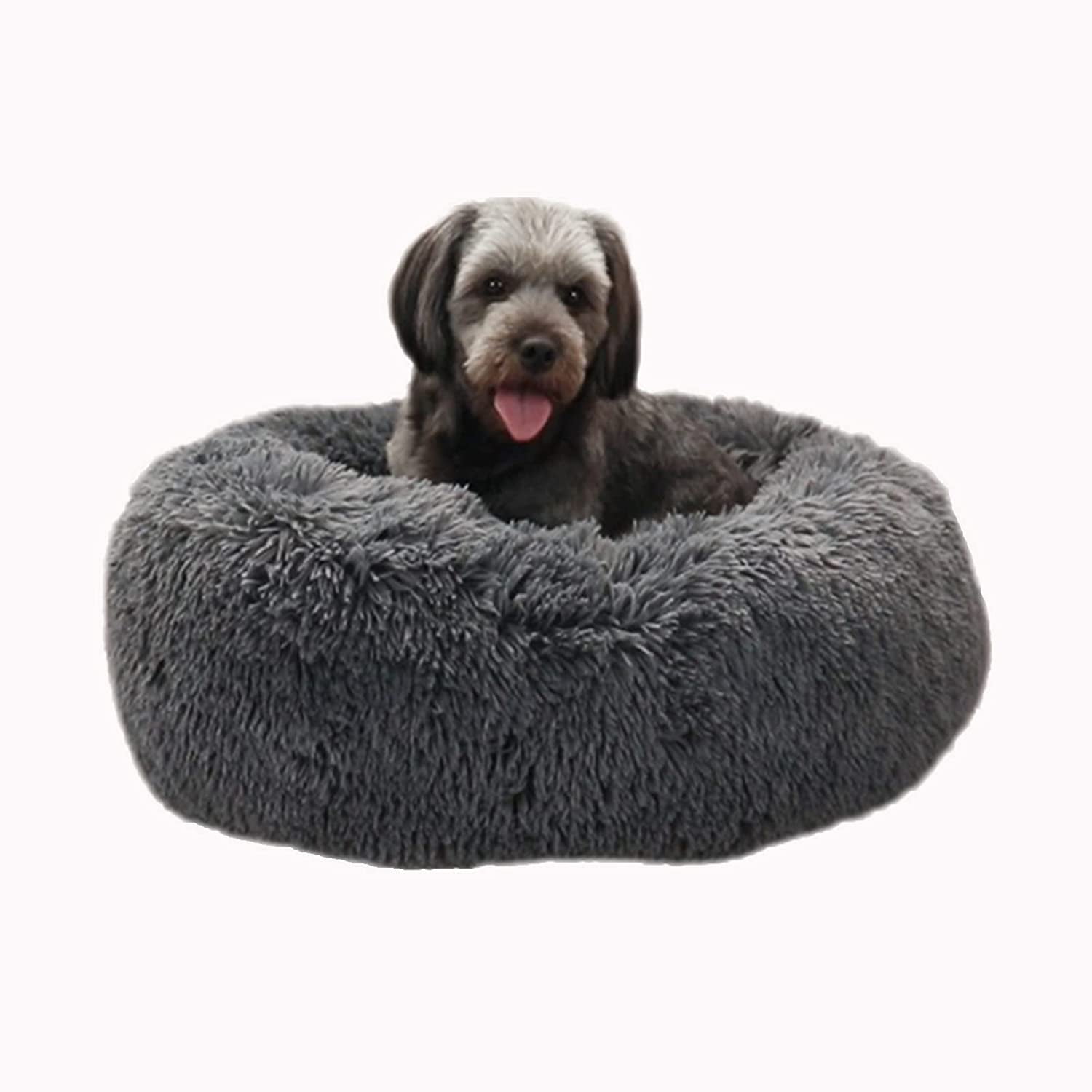 Why Does My Dog Nest In My Bed