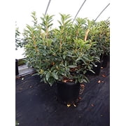 Sarah Mountain Laurel