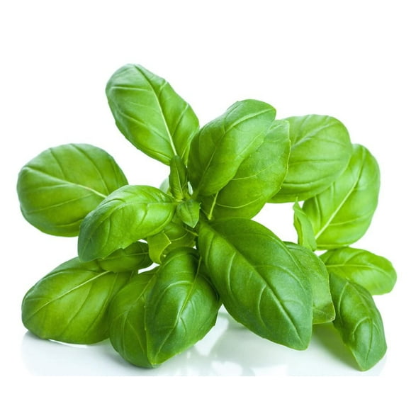 Seeds are Easy-Basil Herb