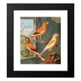 thumbnail image 2 of W. A . Blakston 15x17 Black Modern Framed Museum Art Print Titled - Norwich Canaries-Variegated Yellow, Clear Buff and Evenly-Marked Yellow (1878), 2 of 5