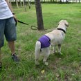 thumbnail image 5 of Comfortable Dog Underwear Dog Diapers Pants Male Female to Put On/Off Breathable Physiological Pants Reusable Sanitary Panties for Small to Large Dogs Pet (1pcs, Purple, XL), 5 of 7
