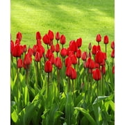 Scarlet Skyscrapers Tulip Flower Bulbs - Set of 10