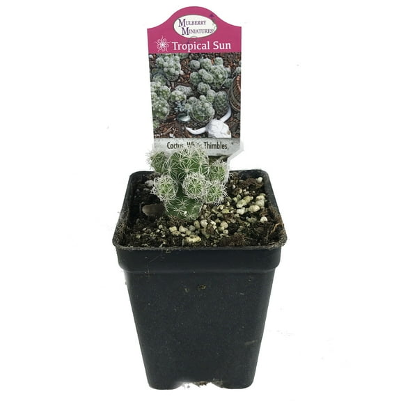 White Thimbles Cactus - Cereus - Houseplant/Terrarium/Fairy Garden - 2.5" Pot