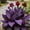 D, variant on Large Canna for Landscapes-Long Continuous Blooms-Low Maintenance-Ideal for Indoor, Plant Pots & Planters