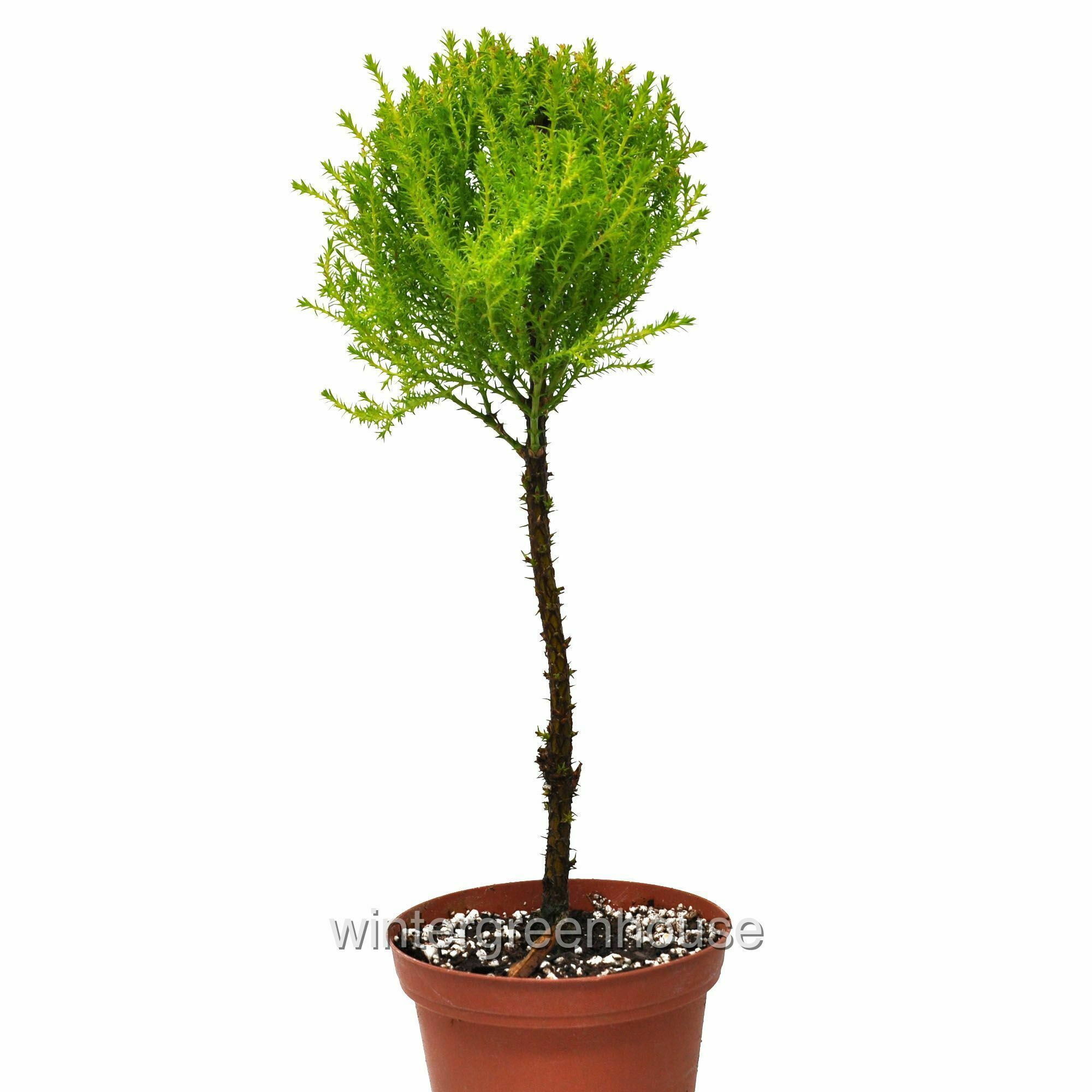 Cupressus Macrocarpa, Lemon Cypress Topiary Standard Pot Size 4" Fragrant Plants, Plants