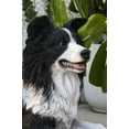thumbnail image 2 of LYING BORDER COLLIE, 2 of 4