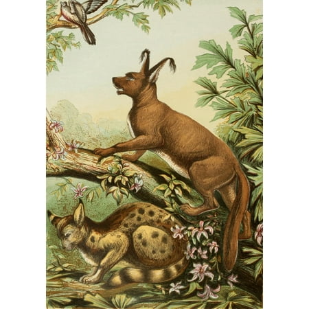 The Royal Natural History c1881 Caracal & Lynx Poster Print by Unknown
