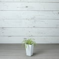 thumbnail image 2 of Root & Vessel Ella Tall Planter, White, 13.5", 2 of 4